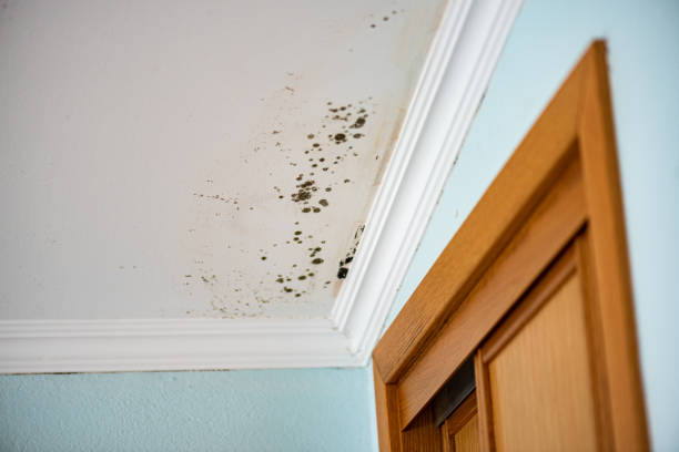 Best Best Mold Removal Companies  in Shorewood Forest, IN