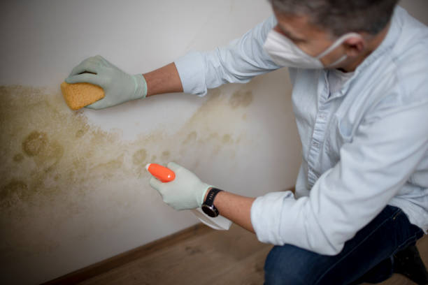Best Mold Testing  in Shorewood Forest, IN