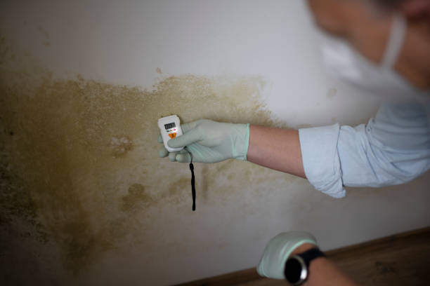 Mold Removal and Inspection in Shorewood Forest, IN
