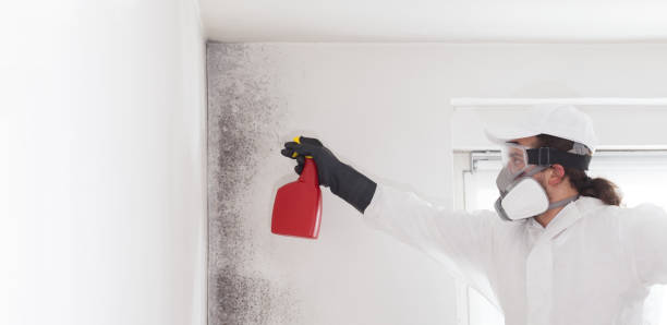 Best Attic Mold Removal  in Shorewood Forest, IN