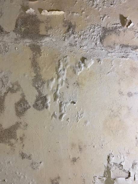 Shorewood Forest, IN Mold Removal Company