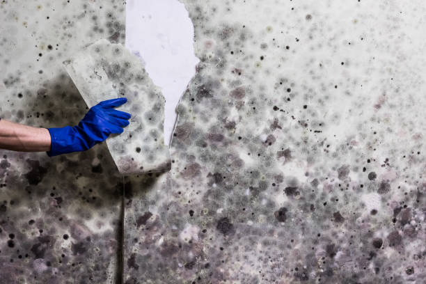 Best Mold Removal and Inspection  in Shorewood Forest, IN