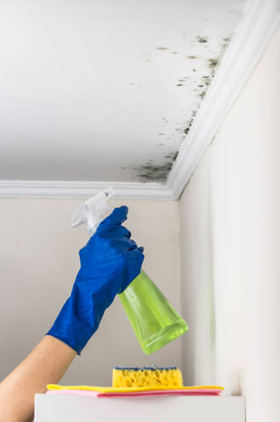 Best Black Mold Removal  in Shorewood Forest, IN