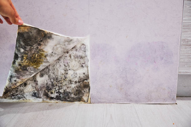 Best Fast Mold Removal  in Shorewood Forest, IN